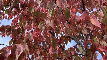 Sakura leaves turn into red in autumn. Red leaves of a tree in autumn against the blue sky. Nature background photo