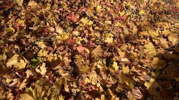 A vibrant carpet of fallen autumn leaves in shades of red, orange, and yellow. Colorful maple tree on the ground. Autumn leaves background. Perfect for design element, or any commercial purposes. photo