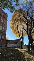 Autumn background. The trees are yellowed and the sun is shining. Autumn background perfect for background, design element, or any commercial photo