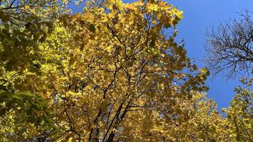Trees in autumn colors against the blue sky, view from below. Autumn leaves background. Perfect for design element, or any commercial purposes. photo