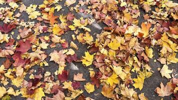 A vibrant carpet of fallen autumn leaves in shades of red, orange, and yellow. Colorful maple tree on the ground. Autumn leaves background. Perfect for design element, or any commercial purposes. photo