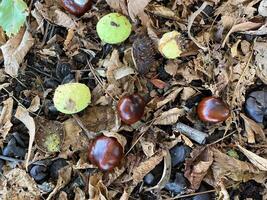 Autumn chestnuts on the ground in the forest, top view photo