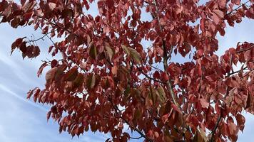 Sakura leaves turn into red in autumn. Red leaves of a tree in autumn against the blue sky. Nature background photo