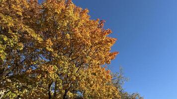 Maple tree in autumn colors against the blue sky with sun rays. Autumn background perfect for background, design element, or any commercial photo