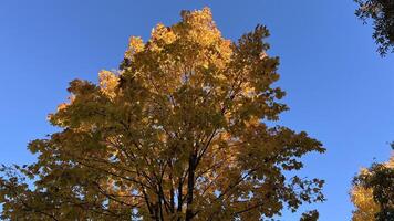 Maple tree in autumn colors against the blue sky with sun rays. Autumn background perfect for background, design element, or any commercial photo