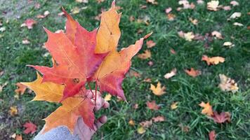 Autumn maple leaves in hand on a background of green grass. photo