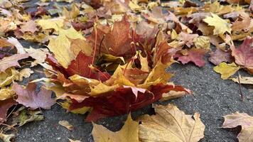 A vibrant carpet of fallen autumn leaves in shades of red, orange, and yellow. Colorful maple tree on the ground. Autumn leaves background. Perfect for design element, or any commercial purposes. photo