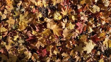 A vibrant carpet of fallen autumn leaves in shades of red, orange, and yellow. Colorful maple tree on the ground. Autumn leaves background. Perfect for design element, or any commercial purposes. photo
