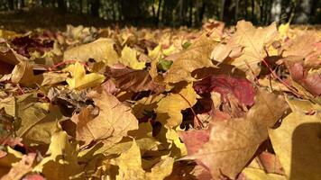 A vibrant carpet of fallen autumn leaves in shades of red, orange, and yellow. Colorful maple tree on the ground. Autumn leaves background. Perfect for design element, or any commercial purposes. photo