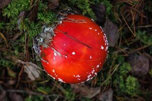 Amanita muscari. Toxic and hallucinogen beautiful red-headed mushroom Fly Agaric in grass on autumn forest background. source of the psycho-active drug Muscarine photo