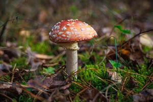 Amanita muscari. Toxic and hallucinogen beautiful red-headed mushroom Fly Agaric in grass on autumn forest background. source of the psycho-active drug Muscarine photo