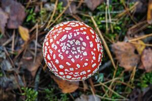 Amanita muscari. Toxic and hallucinogen beautiful red-headed mushroom Fly Agaric in grass on autumn forest background. source of the psycho-active drug Muscarine photo