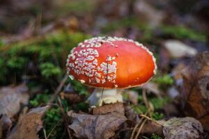 Amanita muscari. Toxic and hallucinogen beautiful red-headed mushroom Fly Agaric in grass on autumn forest background. source of the psycho-active drug Muscarine photo