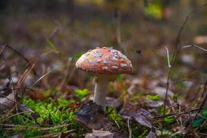 Amanita muscari. Toxic and hallucinogen beautiful red-headed mushroom Fly Agaric in grass on autumn forest background. source of the psycho-active drug Muscarine photo