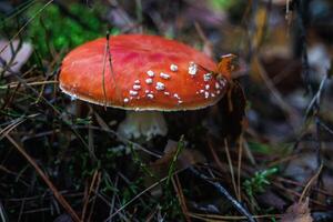 Amanita muscari. Toxic and hallucinogen beautiful red-headed mushroom Fly Agaric in grass on autumn forest background. source of the psycho-active drug Muscarine photo