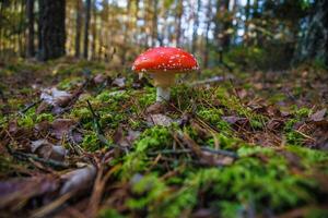 Amanita muscari. Toxic and hallucinogen beautiful red-headed mushroom Fly Agaric in grass on autumn forest background. source of the psycho-active drug Muscarine photo