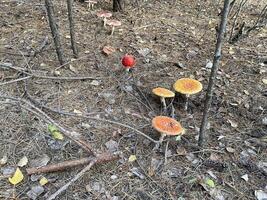 Fly agaric mushroom in autumn forest photo