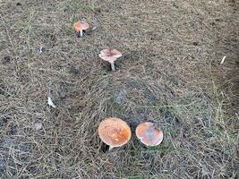 Fly agaric mushroom in autumn forest photo