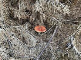 Fly agaric mushroom in autumn forest photo