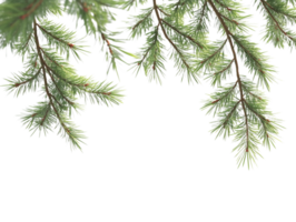 A branch of evergreen tree with needles png