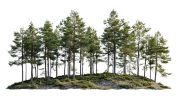 une groupe de des arbres dans le milieu de une champ png