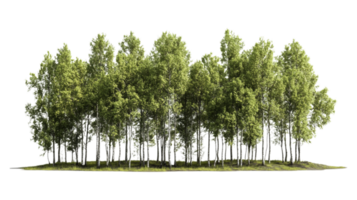 A group of trees in a field with grass png
