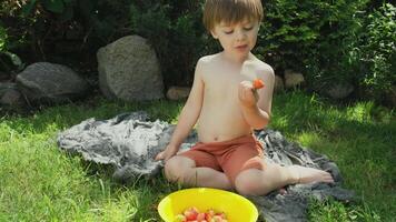 Small child enjoying summer eating ripe red strawberry sitting on lawn in backyard video