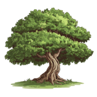 tree with a thick trunk and sprawling branches isolated on transparent background png