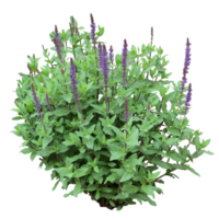 Download Bush Images - Bush and Tree Image with No Background png