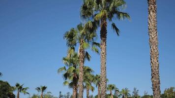 Beautiful View of Large Palm Trees on a Background of Blue Sky. Slow Motions. 4K video
