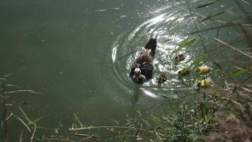 A Big Duck Swims in a Pond with Little Ducklings. Slow Motions. 4K video