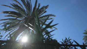 Bottom View of a Palm Tree Through which the Rays of the Sun Break Through. Slow Motions. 4K video