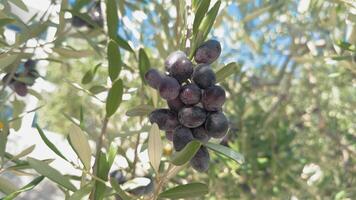Closeup olive branch with big bunch of dark olives swaying in the wind, Healthy eating concept, olive oil concept video
