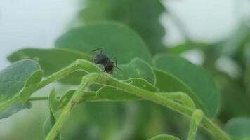 Black Ant Crawling on a Tree Trunk in Natural Environment video