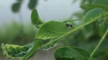 Tiny Ant Crawling on a Fresh Green Leaf in Close-up View video