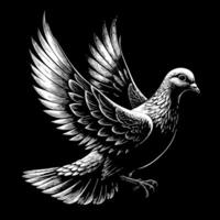 Illustration of a flying white dove on a black background vector