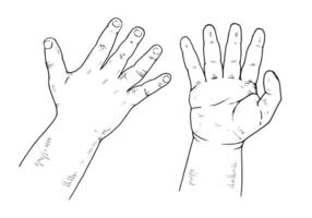 illustration of baby hands. This hand drawn sketch features tiny, chubby fingers and arms in a black and white outline style. The ideal clipart element for any family oriented theme vector