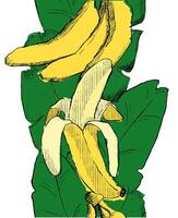 Seamless stylish seamless pattern vertical border with fresh yellow bananas on green leaves background in graphic style. Bananas pattern for cloth, textile, wrap, tshirt, bermudas and other design. vector