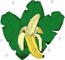 banana and palm leaves composition on isolated white background, graphic illustration. Jungle design elements vector