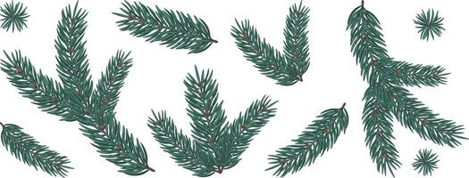 Set of realistic 3D pine branches with cones for Christmas and New Year on transparent background. Christmas tree, pine, coniferous tree. Illustration design for holiday decor, cards, posters. vector