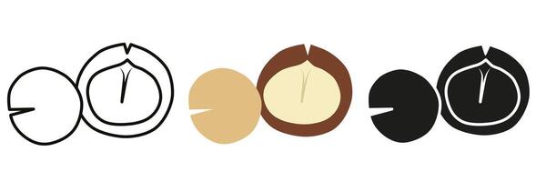 Macadamia nut. Macadamia nut illustration in different styles. Macadamia for your advertising. vector