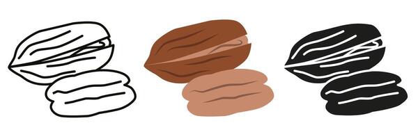 Pecan. Pecan illustration in different styles. Pecan nut for your advertising. vector