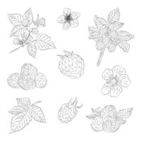 Set of Raspberry Images in a Contour. Design of holiday cards, icons, covers, invitations, for seasonal summer celebrations and parties, menus. vector