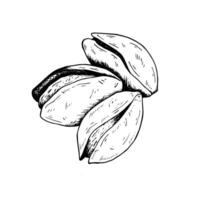 Graphics botanical black and white illustration with pistachios. Pistachios nuts, bunch of pistachios, open pistachio. Black line hand drawn sketch in engraved style vector