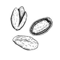 Graphics botanical black and white illustration with pistachios. Pistachios nuts, open pistachio. Black line hand drawn sketch in engraved style vector