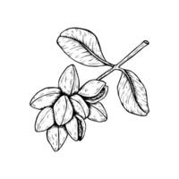 Graphics botanical black and white illustration with pistachios on a branch with leaves. Black line hand drawn sketch in engraved style vector