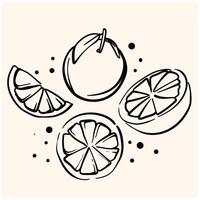 Oranges Set With illustration style doodle and line art vector