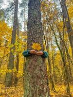 female arms hugging the tree with yellow maple tree . High quality photo