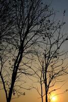 twilight and deciduous teak trees. teak tree shadows form a black silhouette. photo