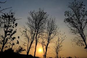 twilight and deciduous teak trees. teak tree shadows form a black silhouette. photo